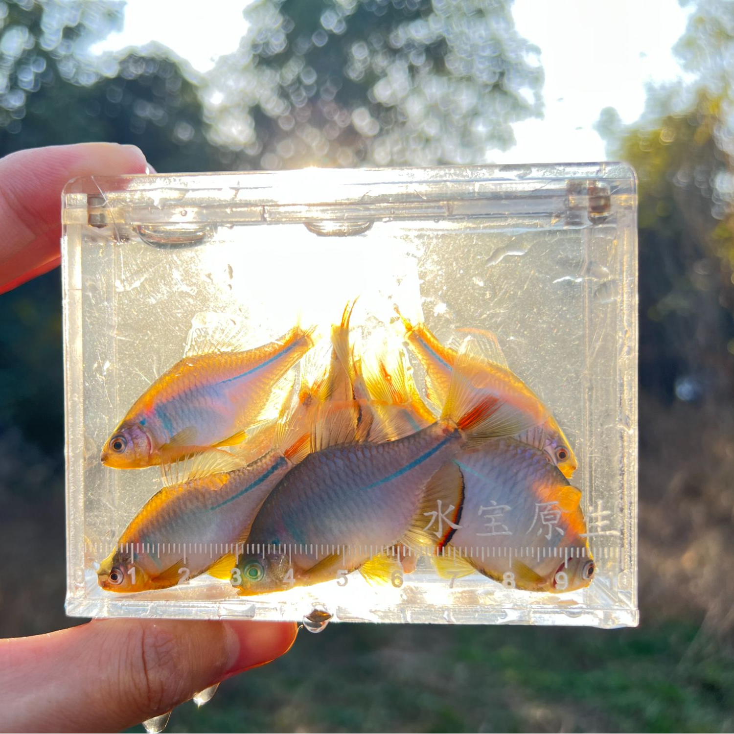 彩石鳑鲏中华鳑鲏好养冷水鱼淡水鱼除藻工具鱼