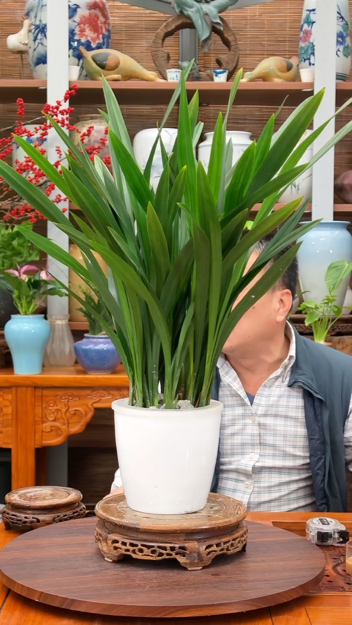 完全开放期**… 水之韵水培 墨兰