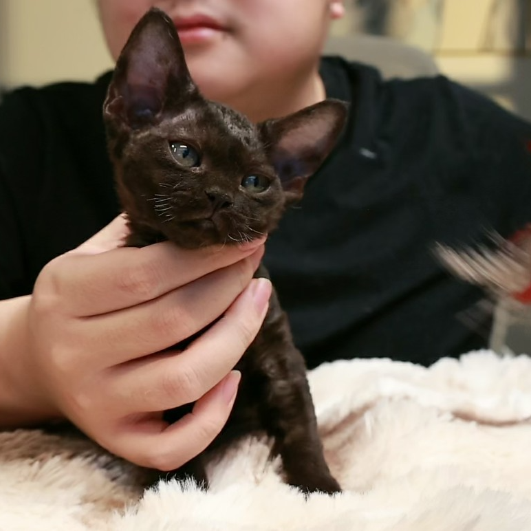 纯黑妹妹 2个月 德文卷毛猫