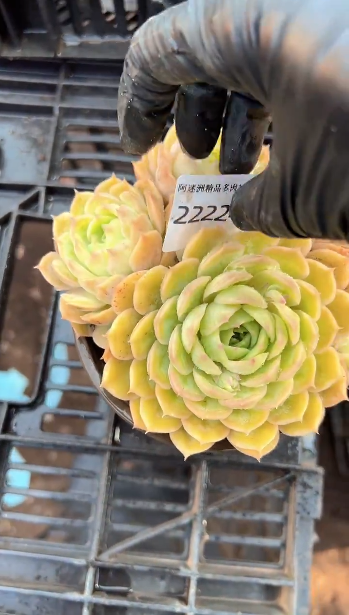 哈****。多肉植物一物一拍22224