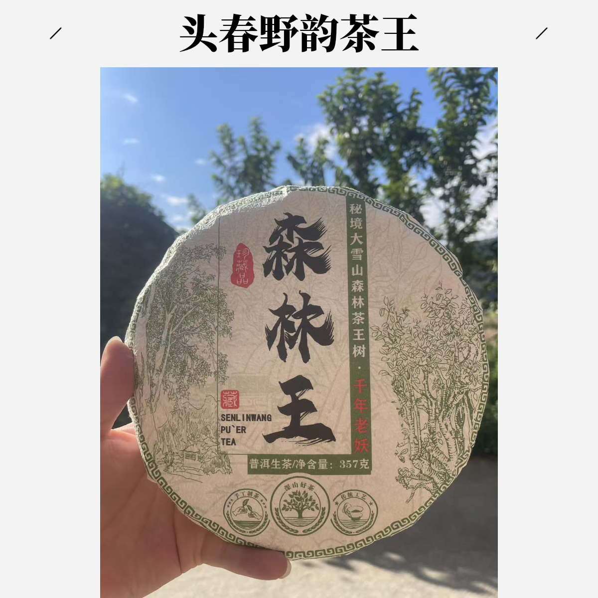 勐库大雪山森林茶王树 森林野韵  2025年头春  357g饼 （拍7发8）