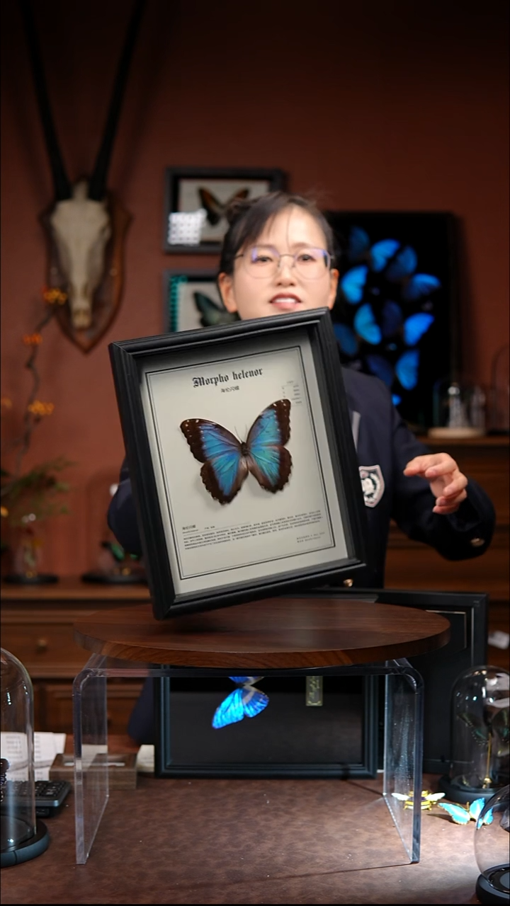 N389海伦闪蝶微瑕