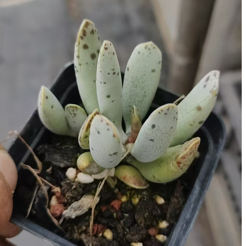 海豹3颗（满12.8包邮  脱土发货  会掉叶片不售后 发货后不退不换）