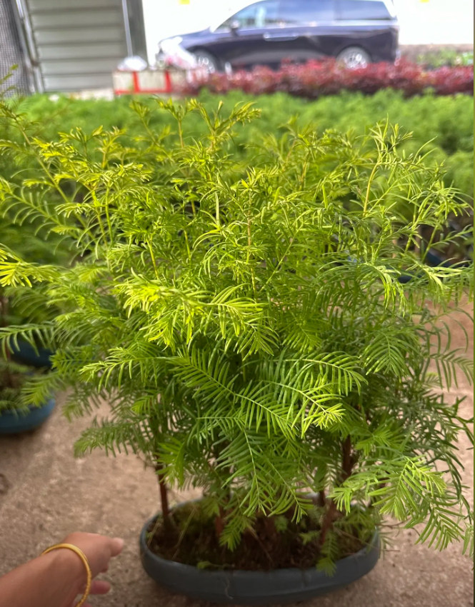 【丛林水杉】水杉室内好养客厅书房画室书房禅 意美观观叶造型实物