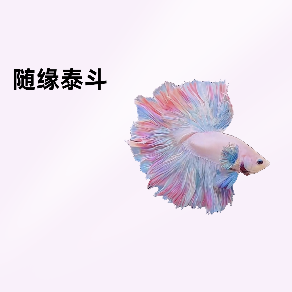 B7（145-168）随缘泰斗小型热带观赏鱼（直播间选鱼）