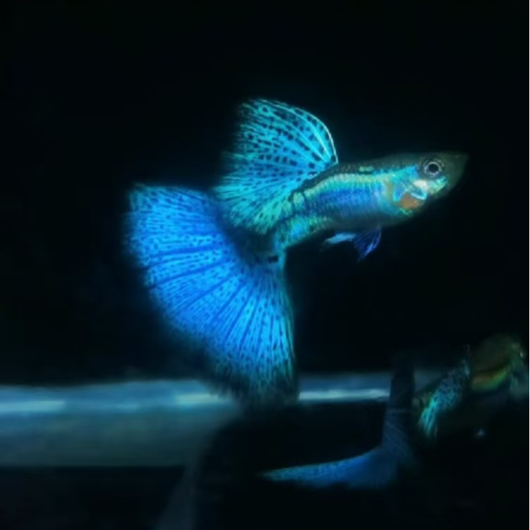 孔雀鱼蓝草  俩对无拍摄开箱视频不包损 入缸不包损