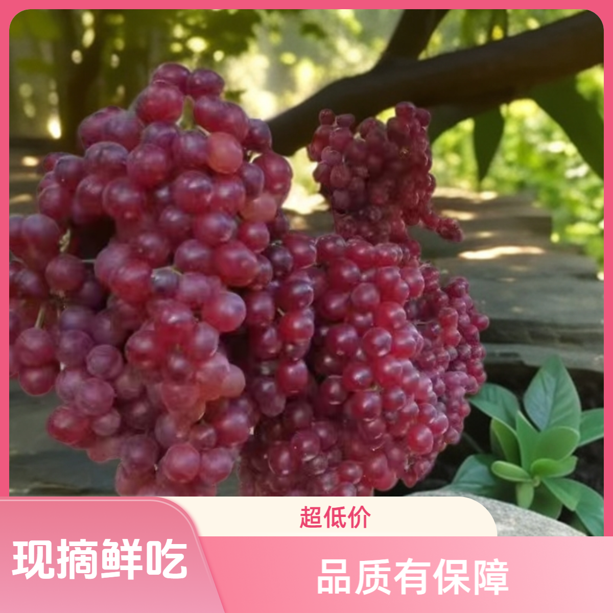 高青圆梦红宝石玻璃翠鲜葡萄脆甜多汁当季水果40五斤正