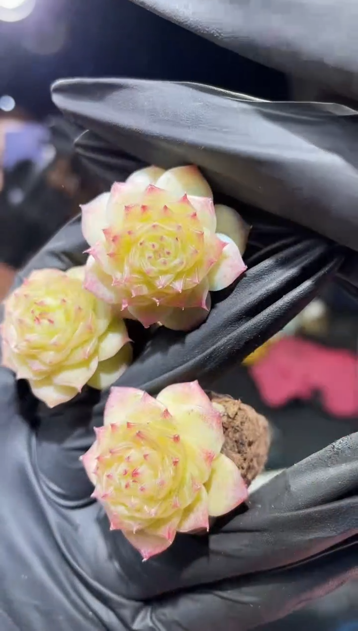 闪购605  天命色多肉一颗 