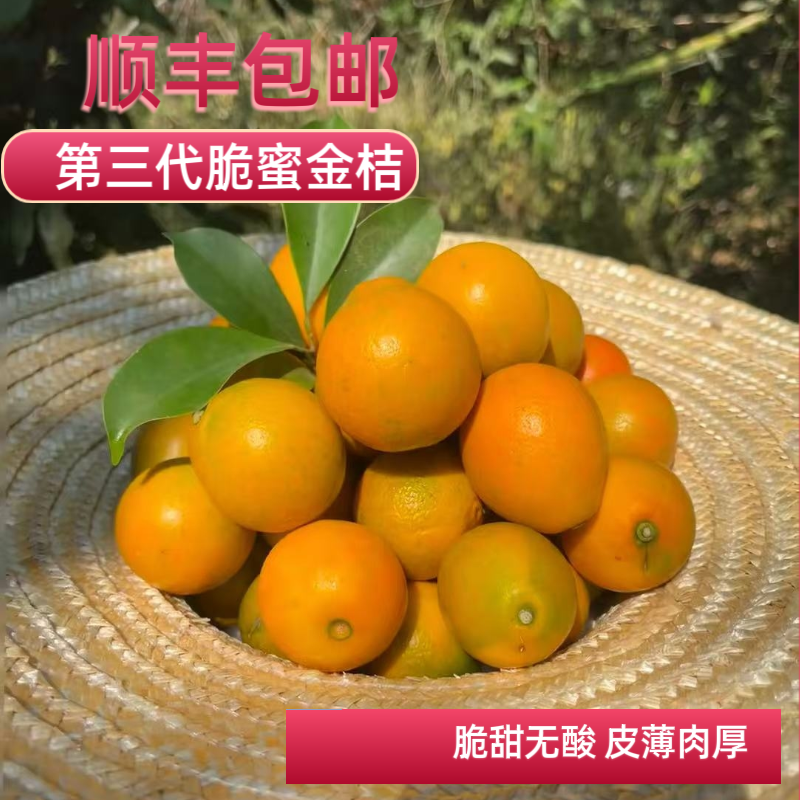 《果园现摘》广西柳州融安第三代脆蜜金桔脆甜无酸无籽礼盒 包邮