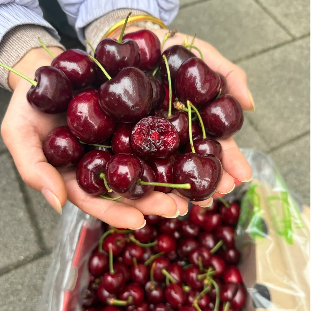 【姜婆甄选】新到头茬空运车厘子，新鲜到货，冬天第一口车厘子JJ，4.8斤起（内附果径卡）桑提娜樱桃智利共和国