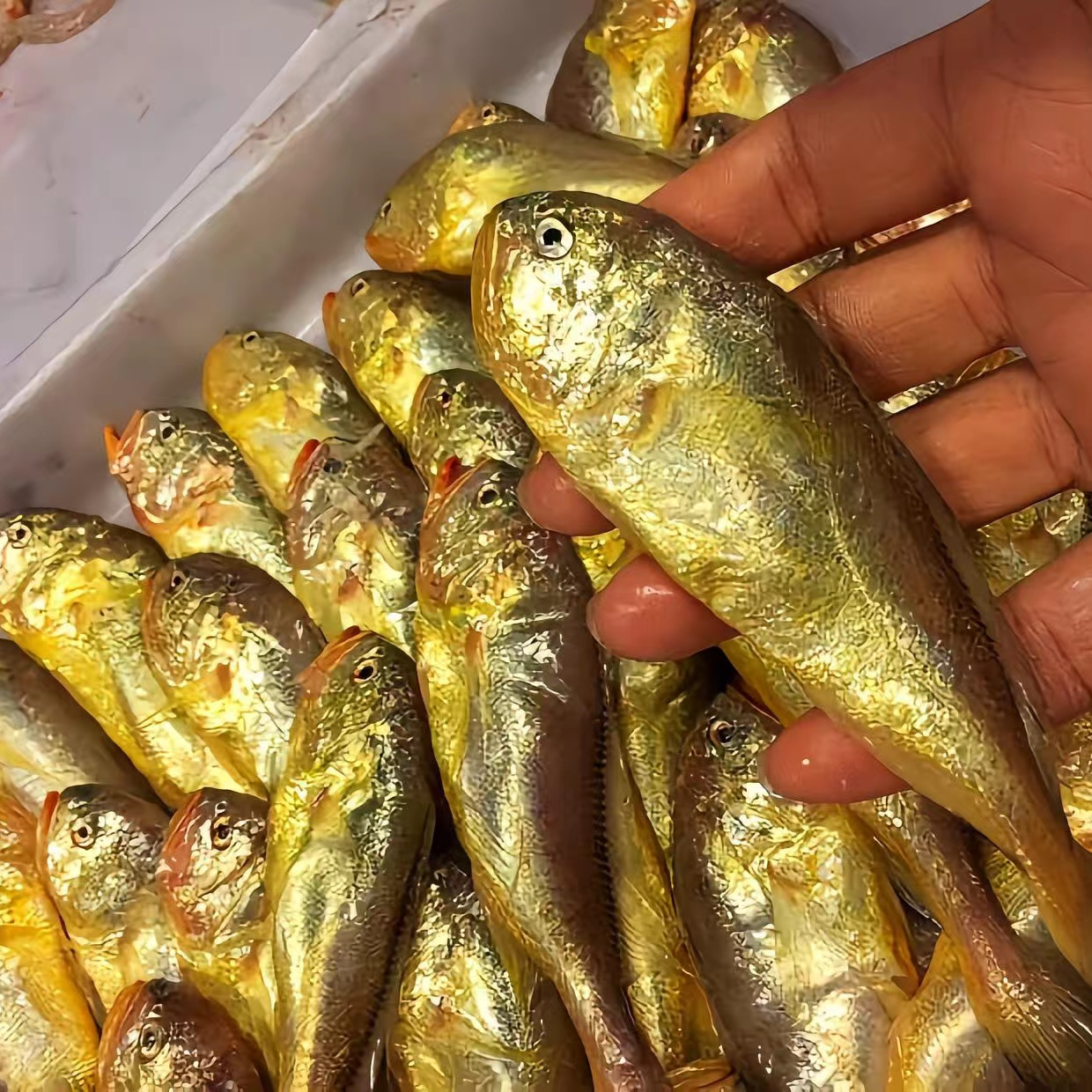 东海野生细鳞小眼梅童鱼， 一斤25条左右大号规格，净重4斤 