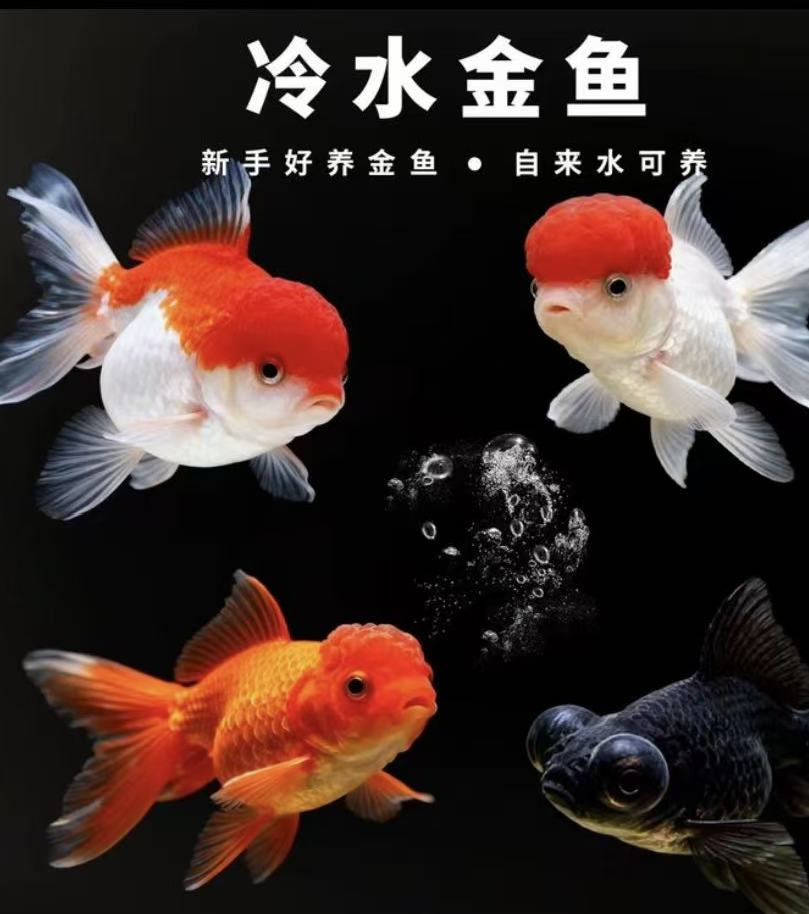 国粹金鱼鸿运当头好养耐活冷水观赏鱼狮子头金鱼鱼观赏鱼
