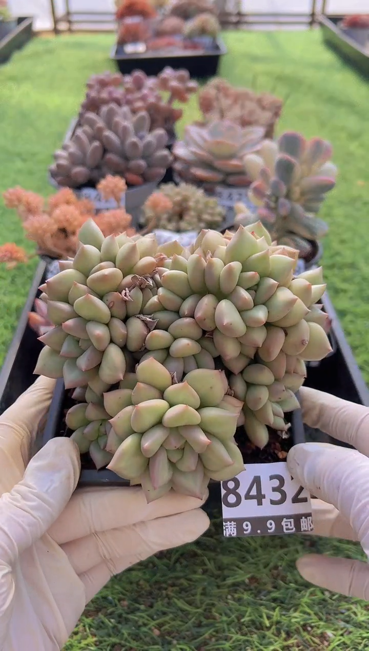 【闪购商品】信福多肉一物一拍