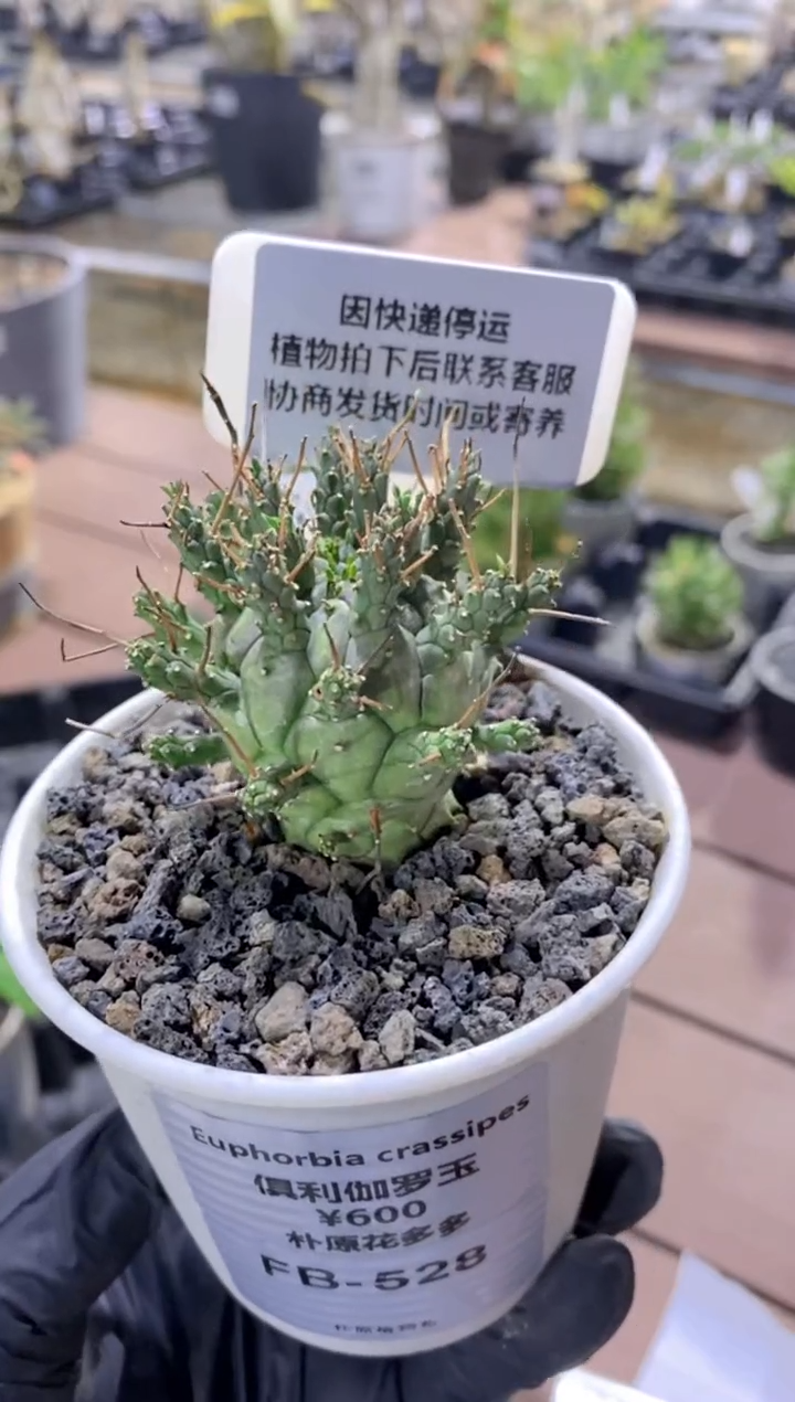 【闪购商品】俱利伽罗玉FB-528