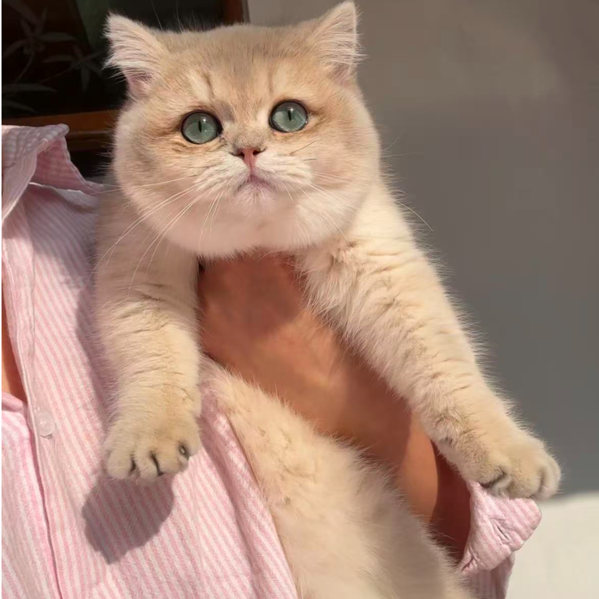 （恩宠家）T猫咪活体