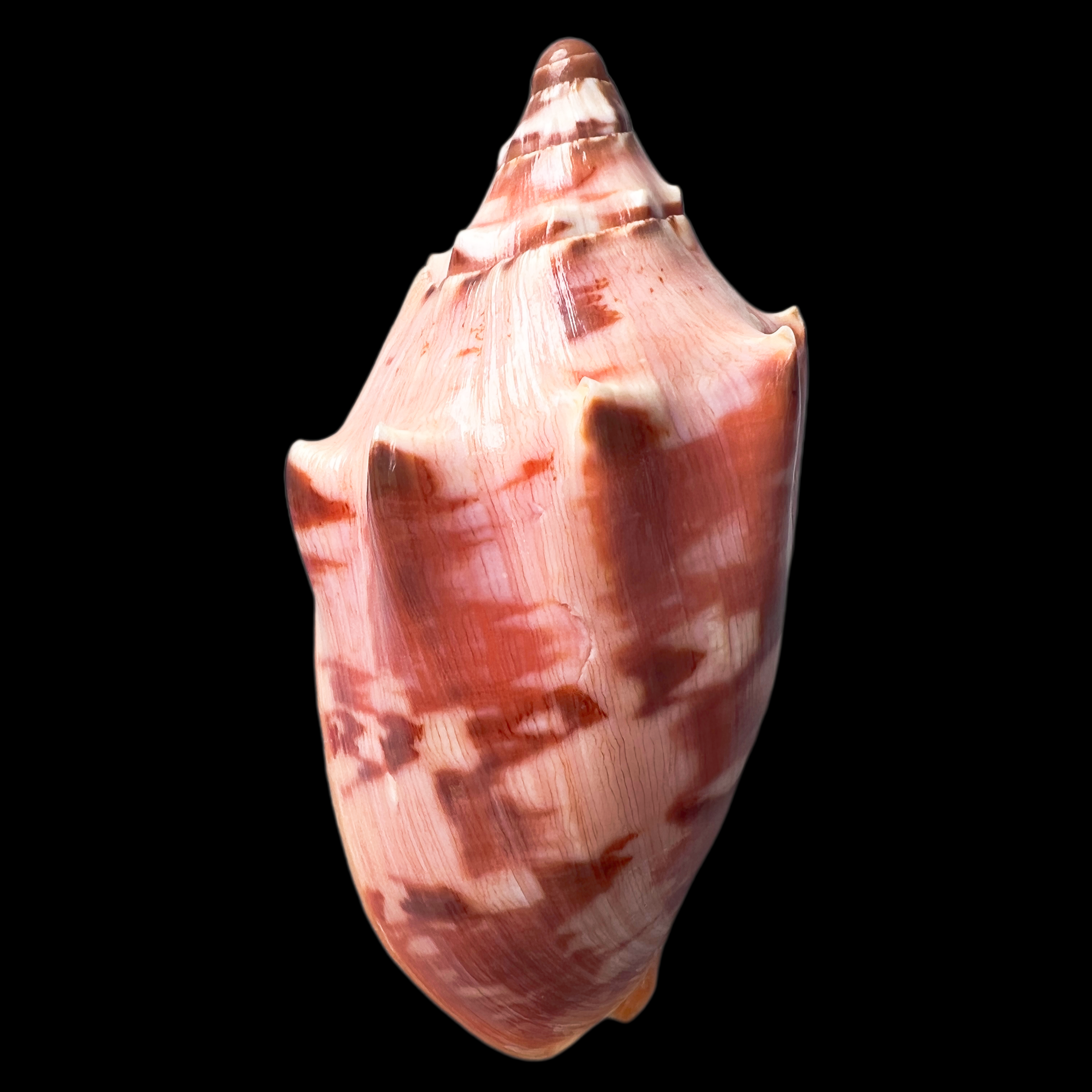 【王 子涡螺】112.9mm  (名贝老50珍)菲律宾 贝壳H5