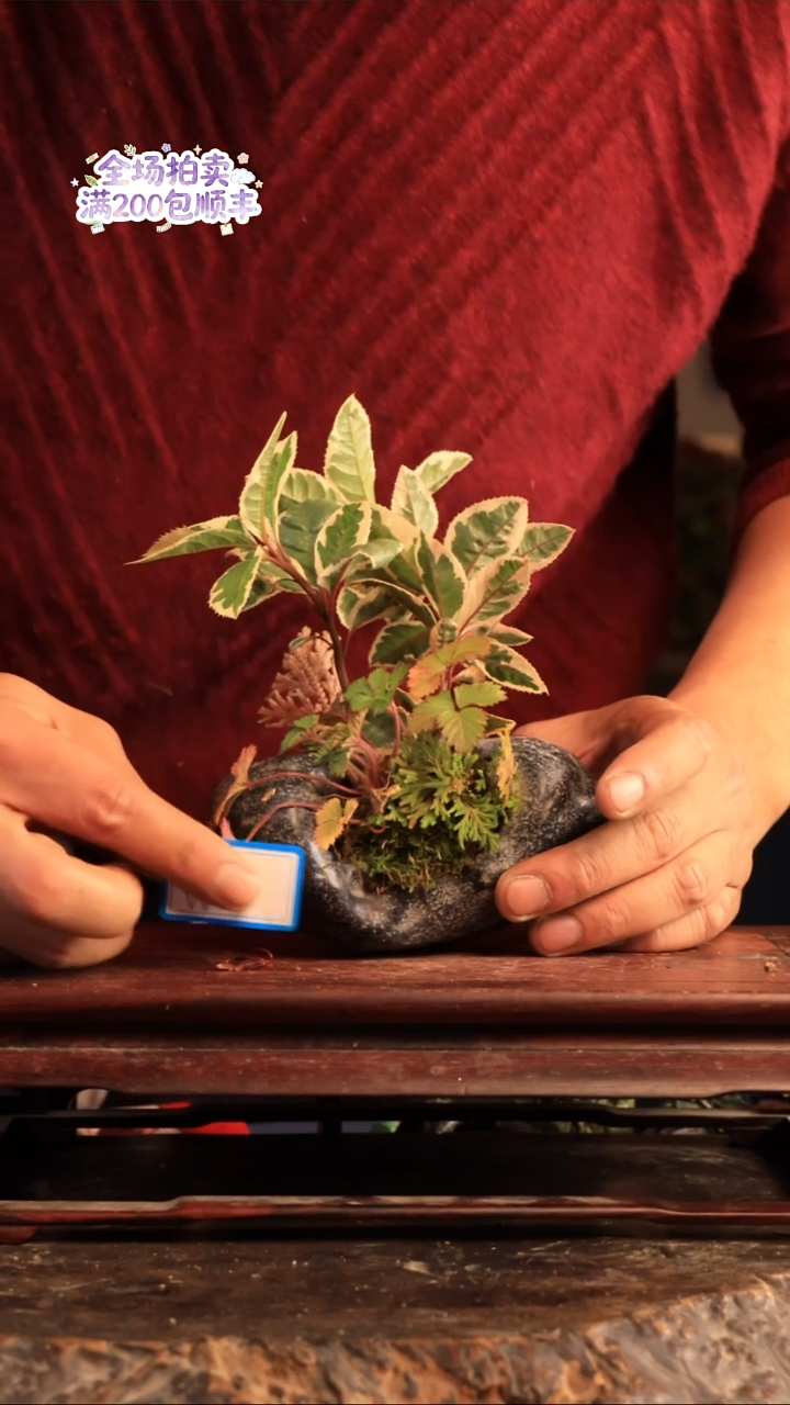 完全开放W38草本植物 不包邮