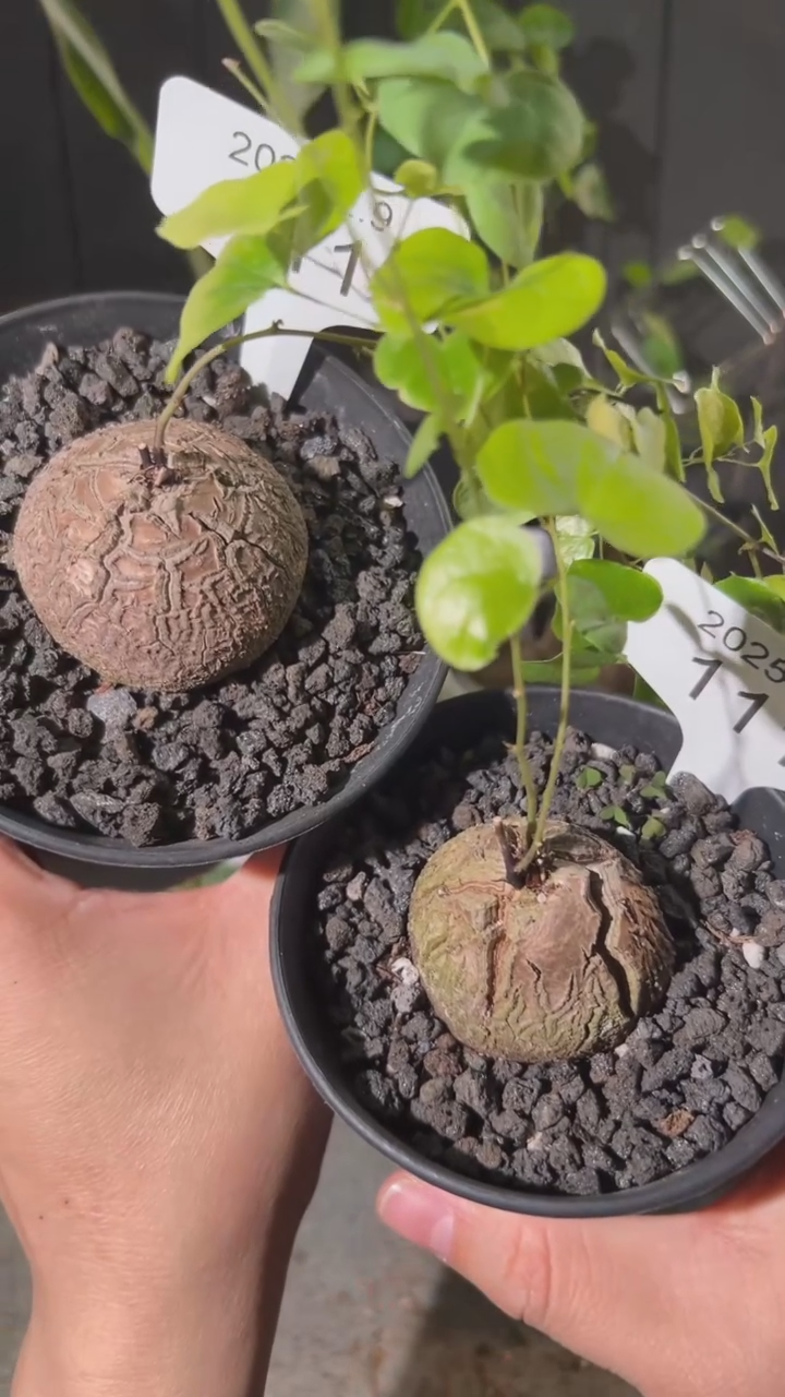 【闪购商品】南非龟甲龙2.9.111