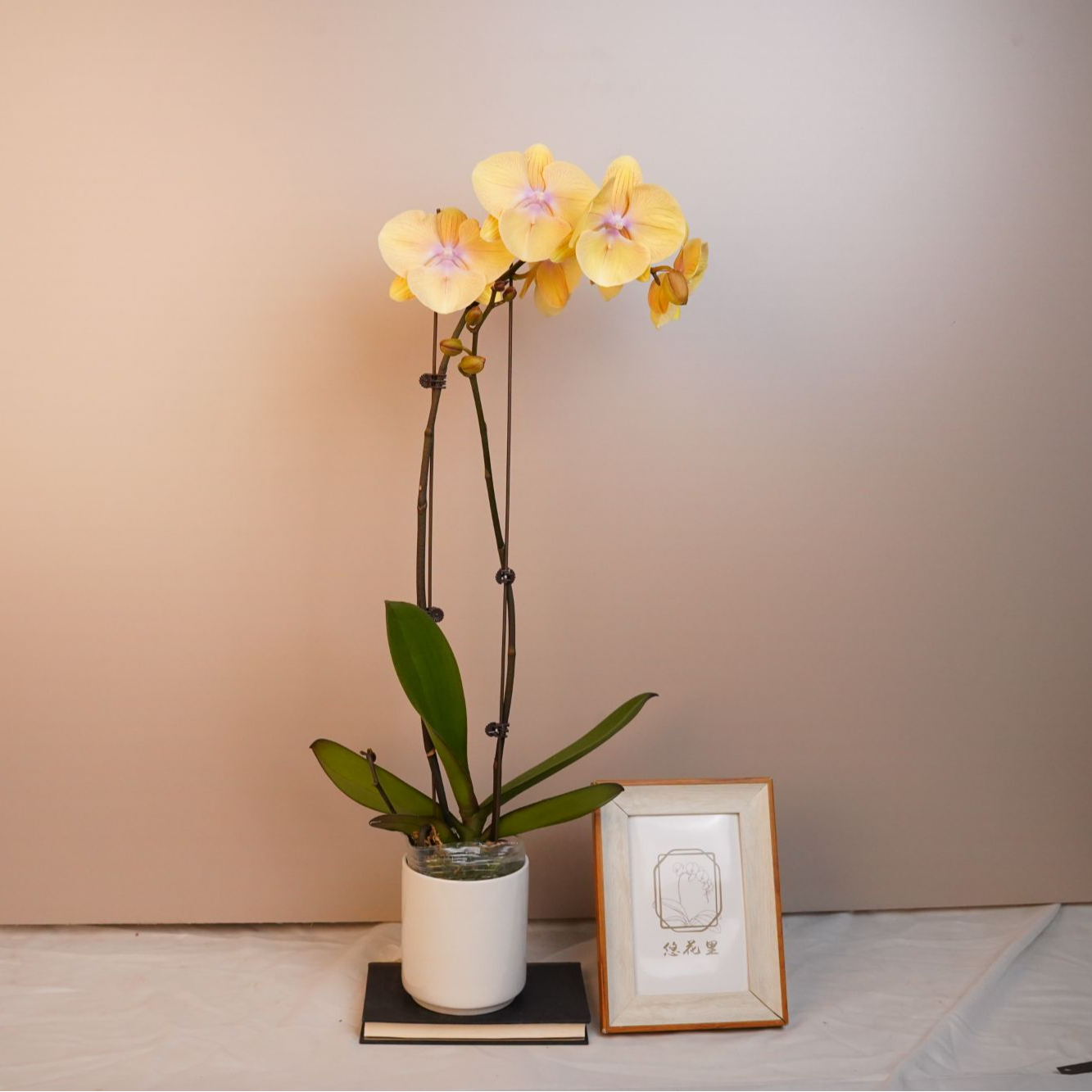 朝暮里蝴蝶兰（金玉满堂全花）开花珠发货