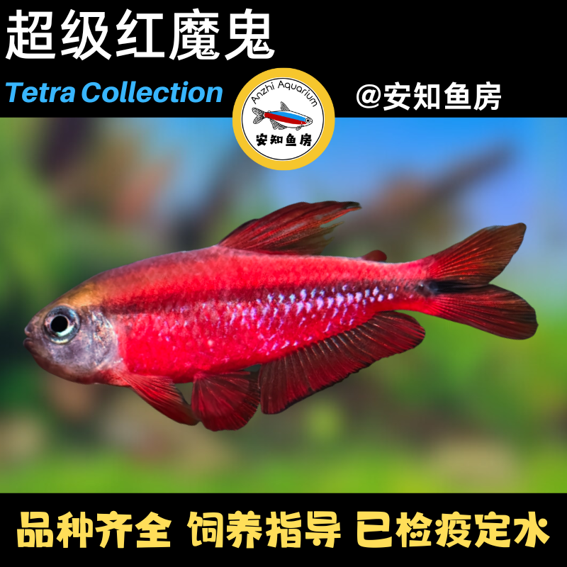 超级红魔鬼灯鱼小型热带观赏鱼灯科鱼淡水观赏鱼