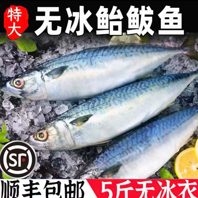 渤海湾深海鲐鲅鱼青占鱼青花鱼青条鱼马鲛鱼易脱刺速冻海鲜
