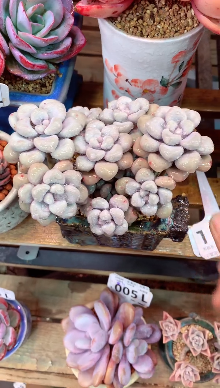 041L（一物一拍，精品多肉，所见即所得 ）