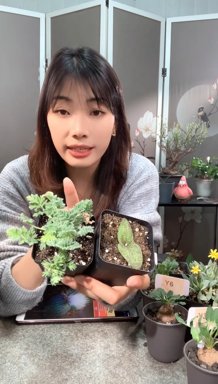 【闪购商品】紫镜羽叶福利组合2.20.