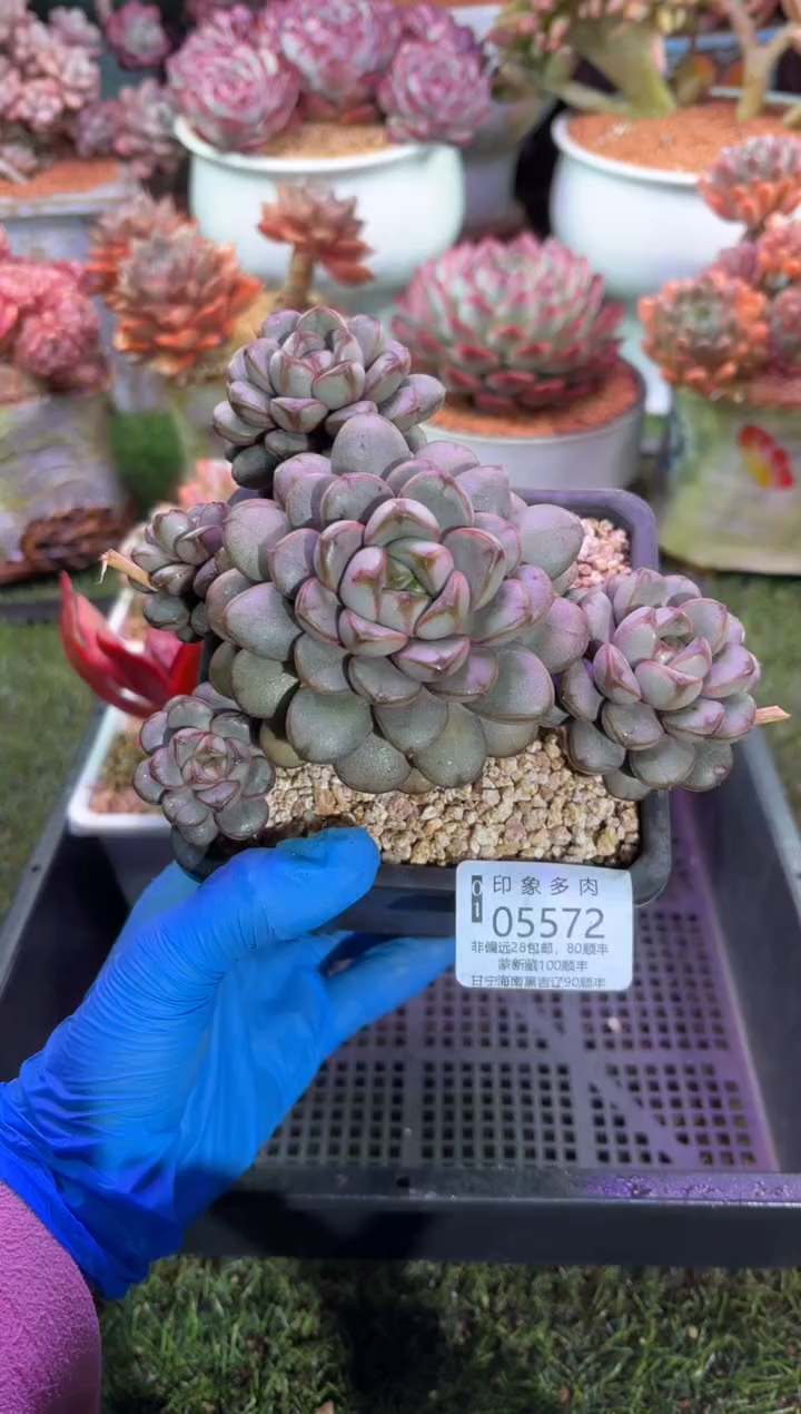 【闪购商品】05572