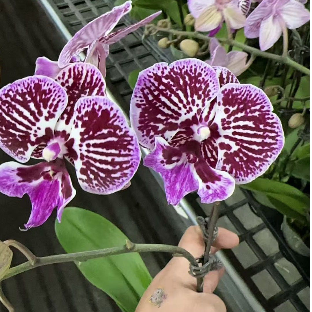 蝴蝶兰【鱼摆摆】 粉色线条大花带花带花苞发货  广州花卉源头基地