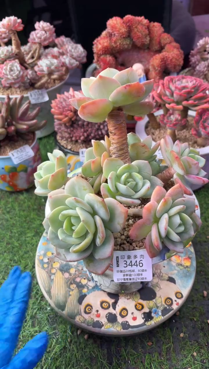 昆明印象多肉3446