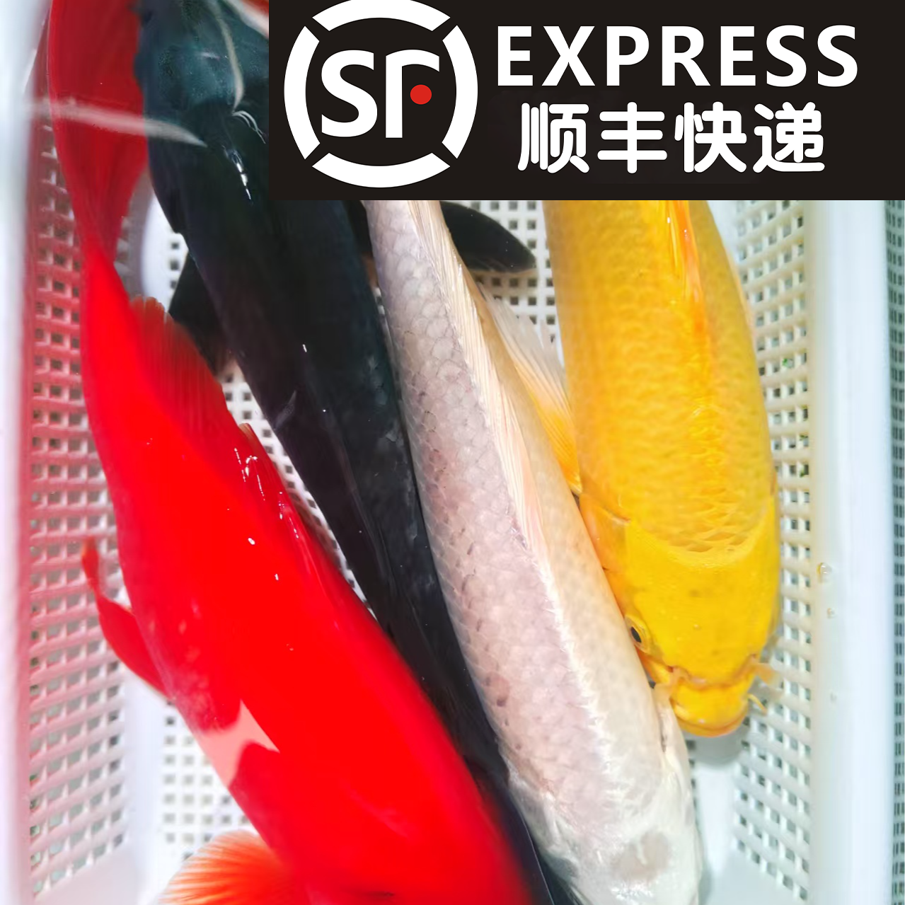 【四季发财】14-17cm黄1红草1黑金1白金1共四条锦鲤金鱼观赏鱼好养