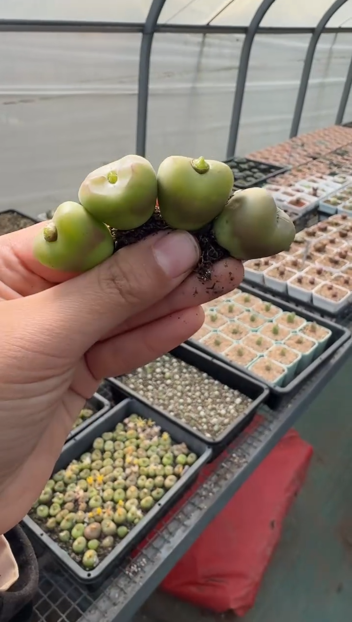 75多肉植物肉锥杂交一颗