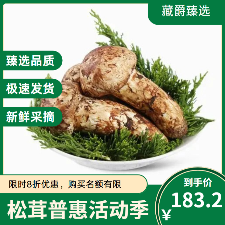 【松茸之乡纵享茸味】精品大头未开伞家用煲汤鲜松茸【8月11日】