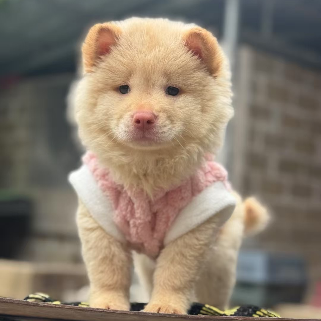 （重生之我在广西养狗）T狗狗活体