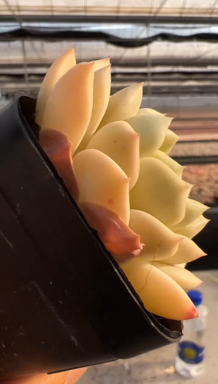 【闪购商品】福利多肉-235