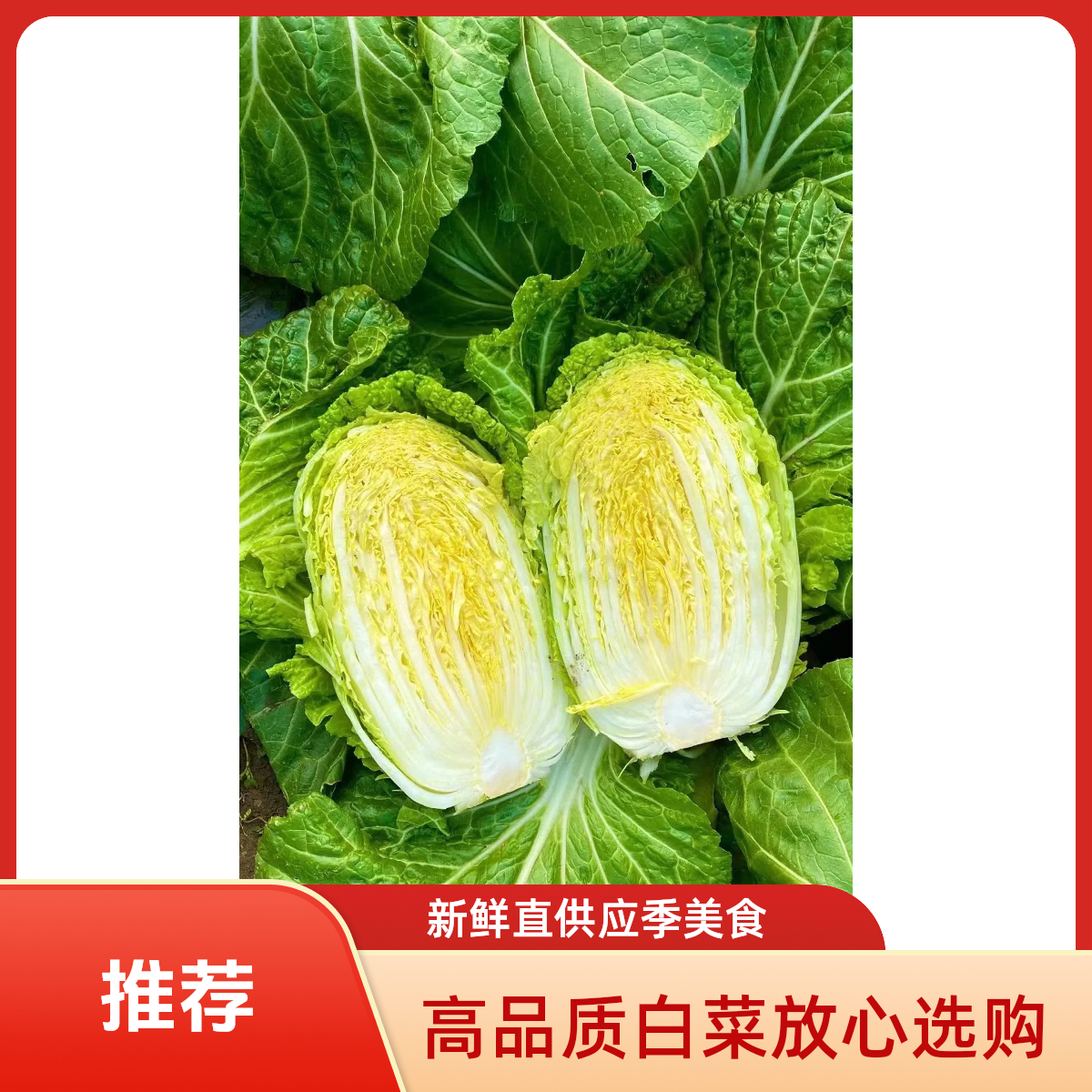 醋溜白菜