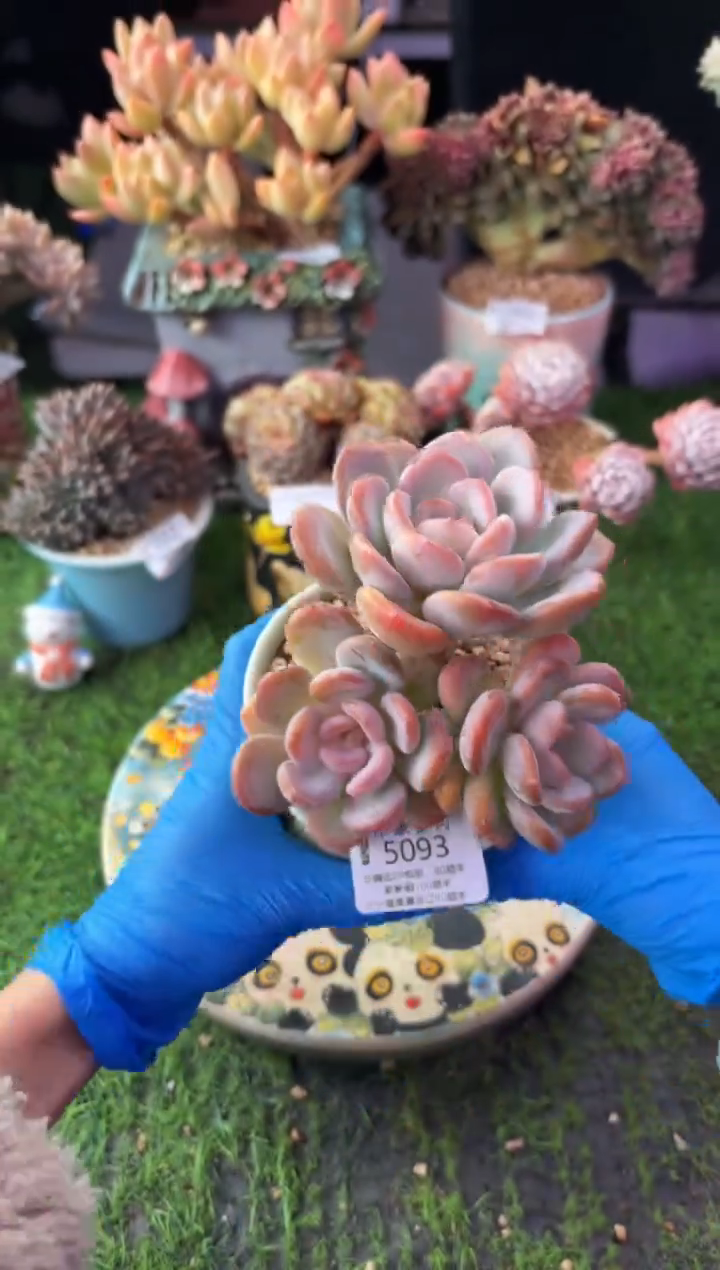 昆明印象多肉5093