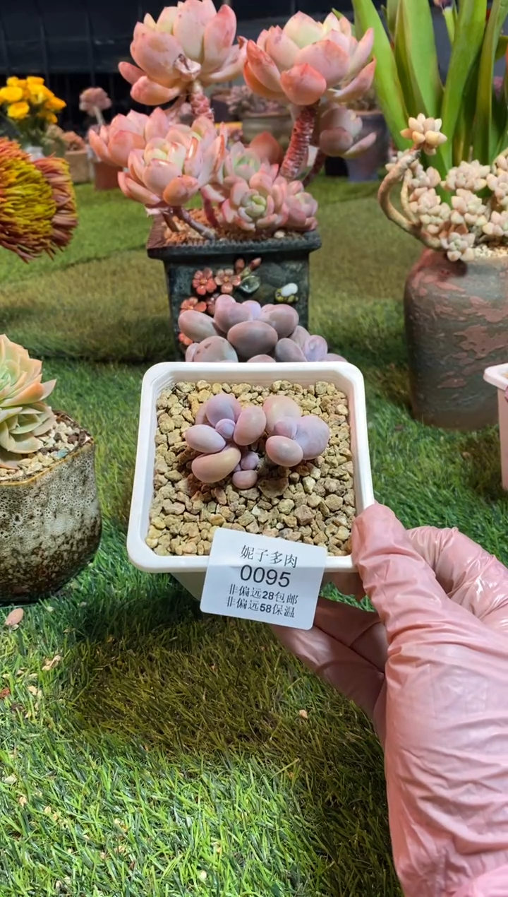 【闪购商品】0095a