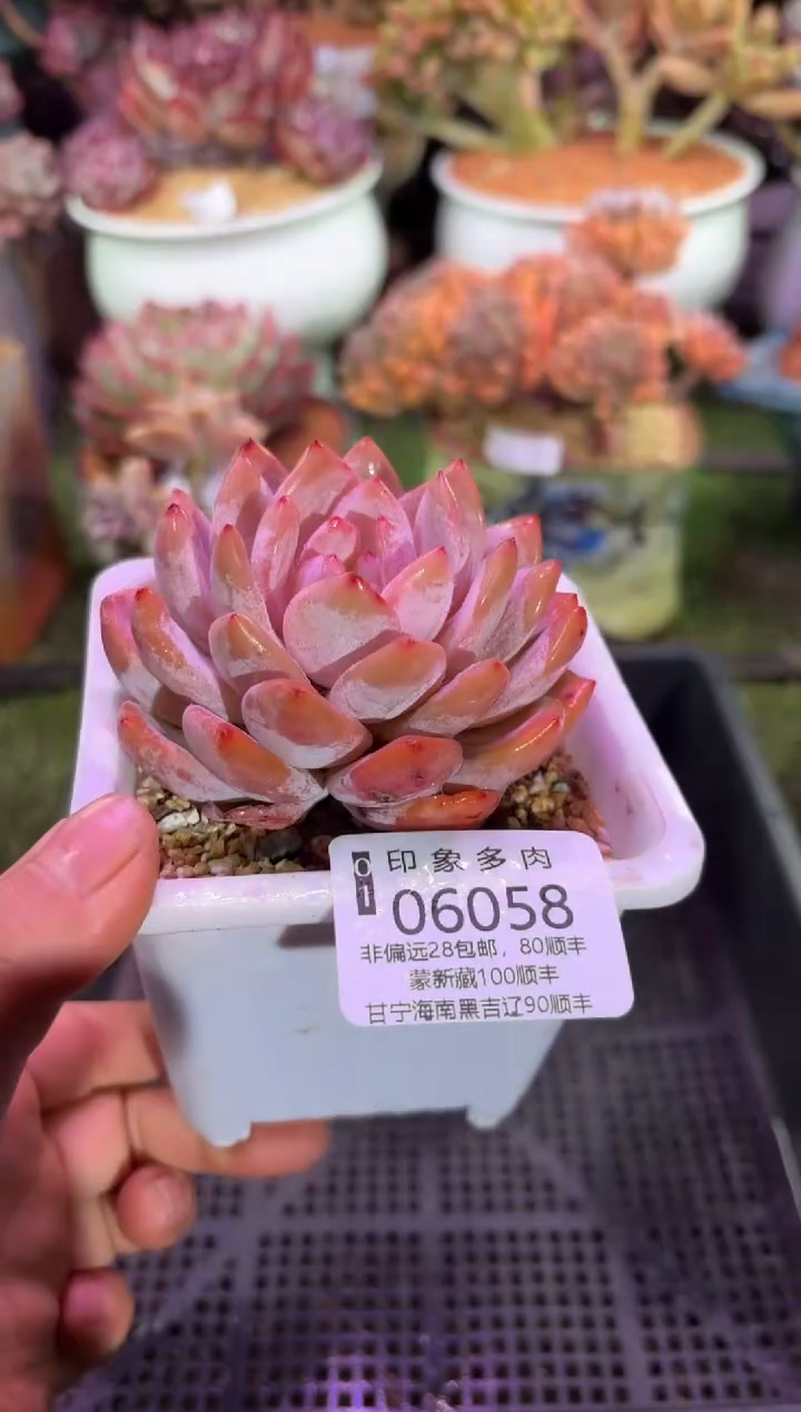 【闪购商品】06058