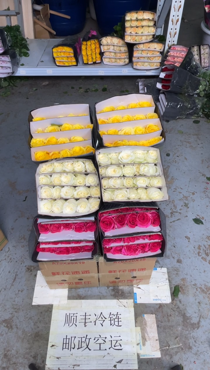 佛洛依德20枝+ 金枝20枝+骄傲20枝