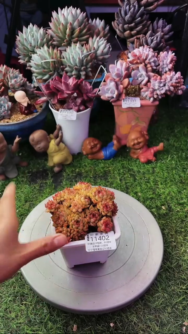 昆明印象多肉11402