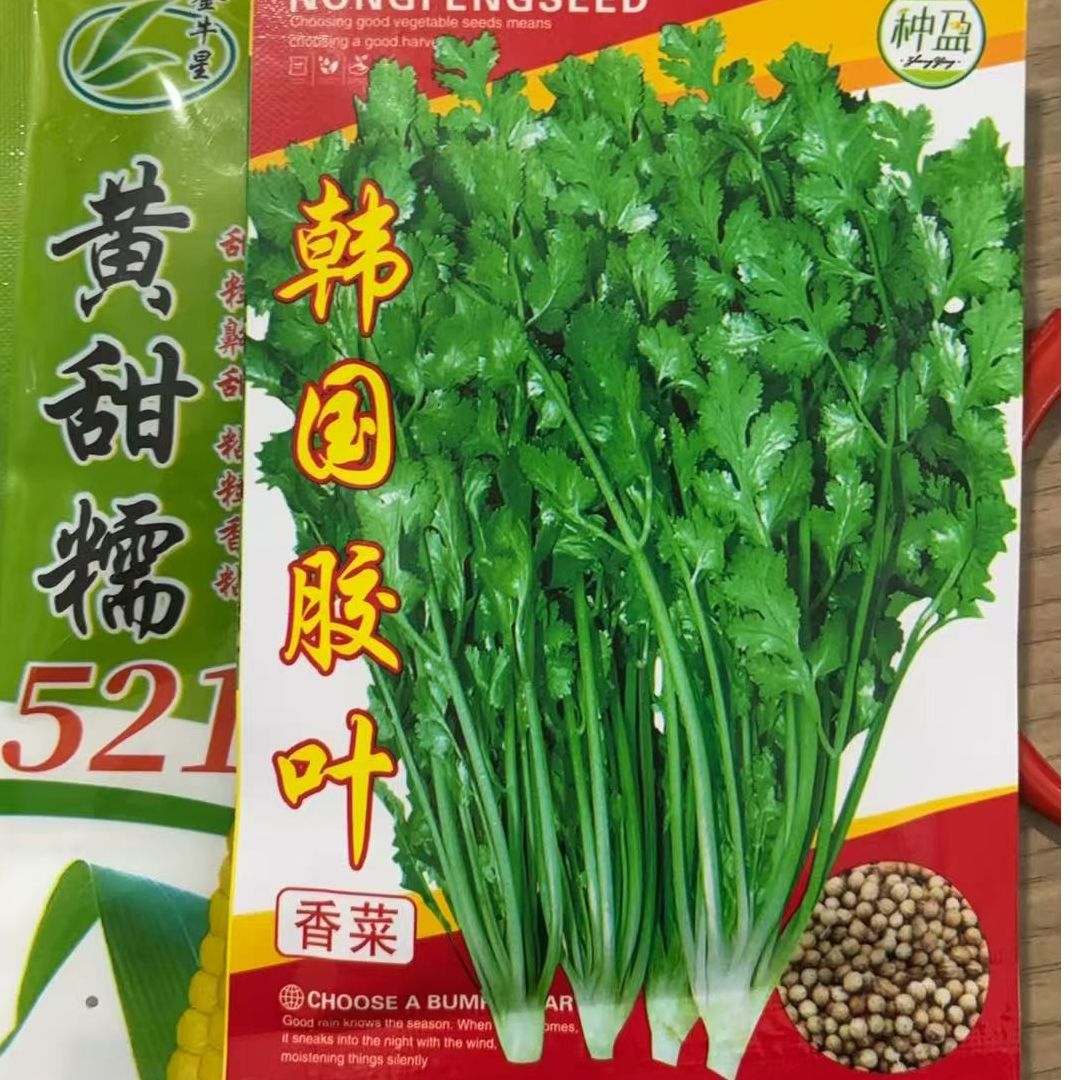 好吃的521香菜小菜园种植