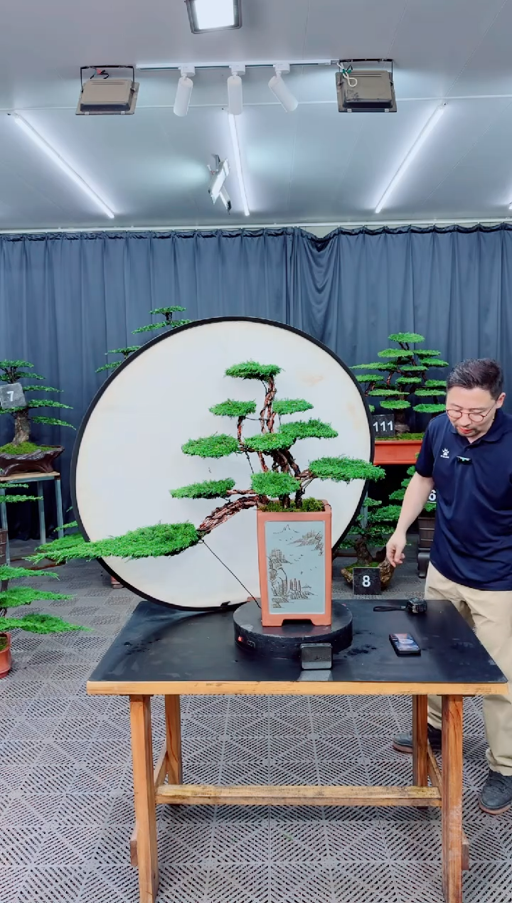 无花朵济州真柏盆景.............