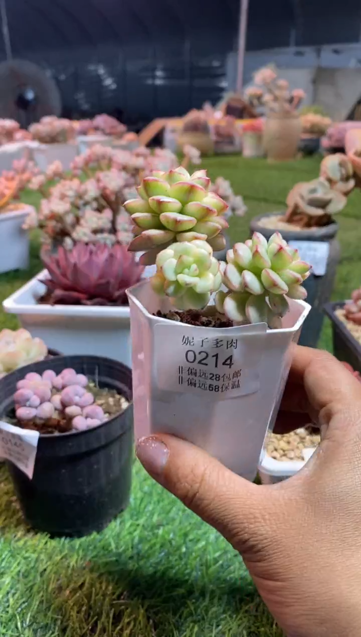 【闪购商品】0214a