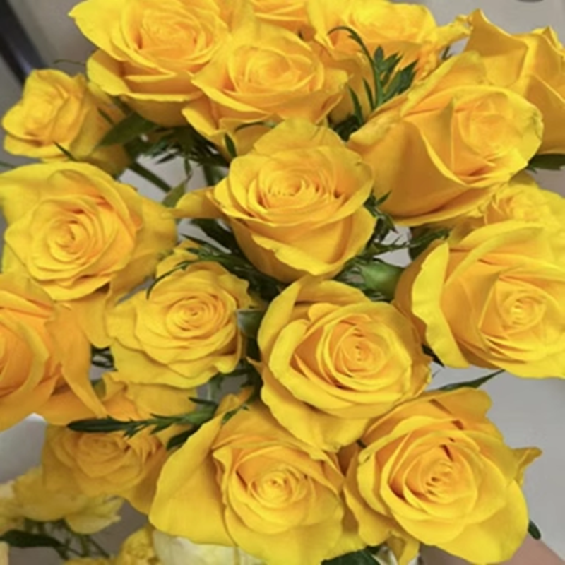 契机 进口玫瑰大花  庭院阳台盆栽切花月季花苗 花卉
