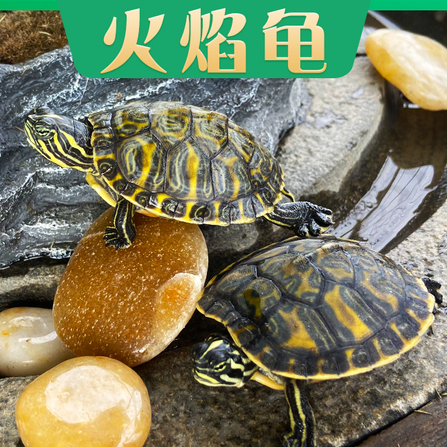 巴西龟 火焰龟 直播间选龟 直播选龟链接