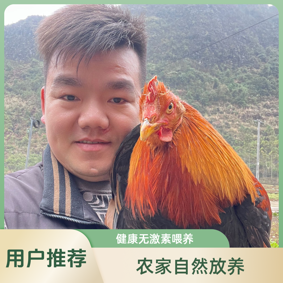 农村老人放养的土鸡阉鸡玉米散养一年多（现杀速冻)生鲜包邮