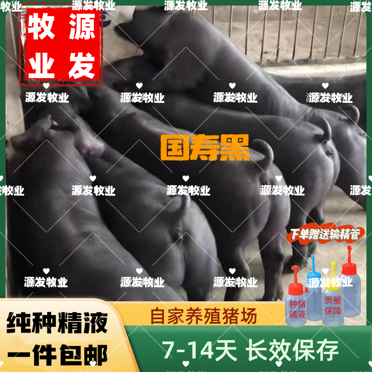 国寿黑种公精液瓶一件包邮包对版生态养殖批发输精管猪用耗材