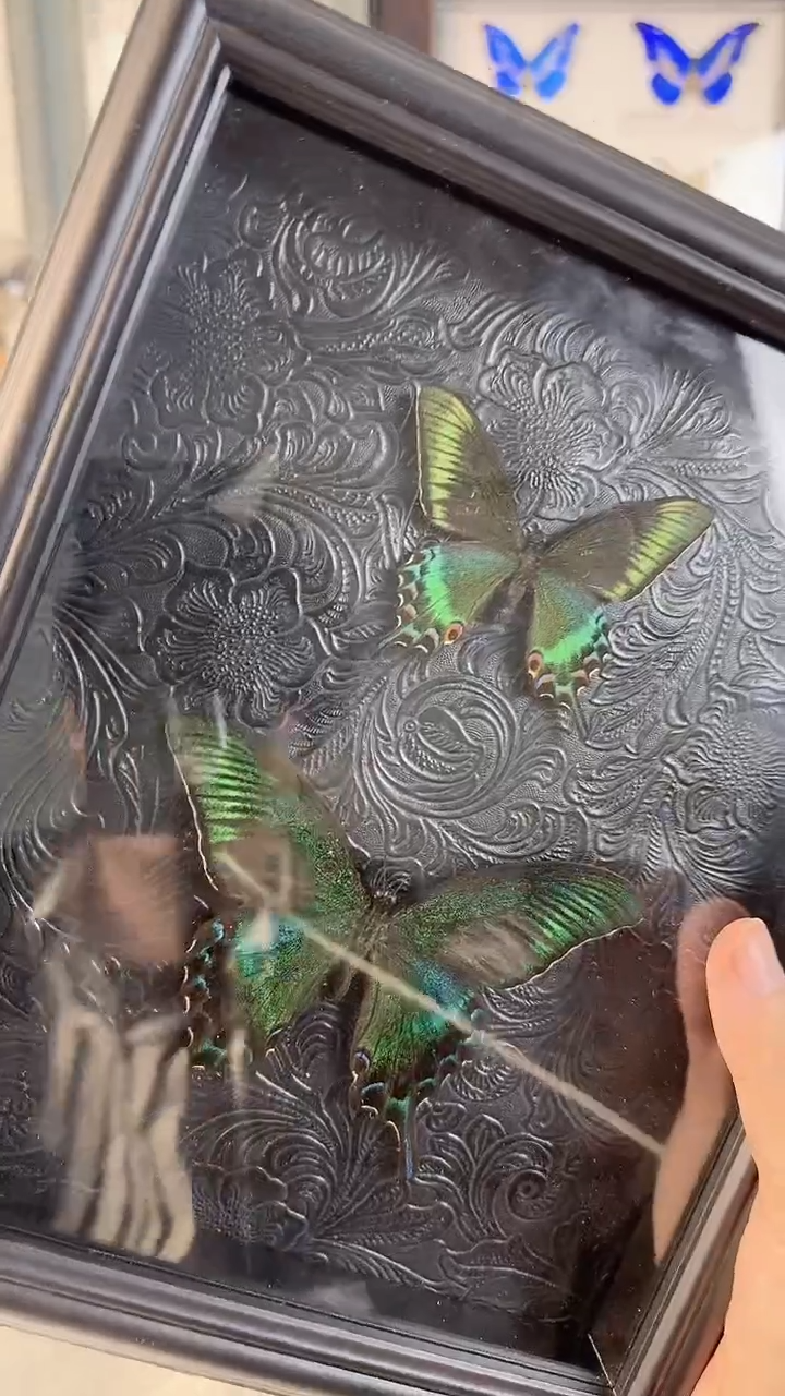 真实蝴蝶标本装框品