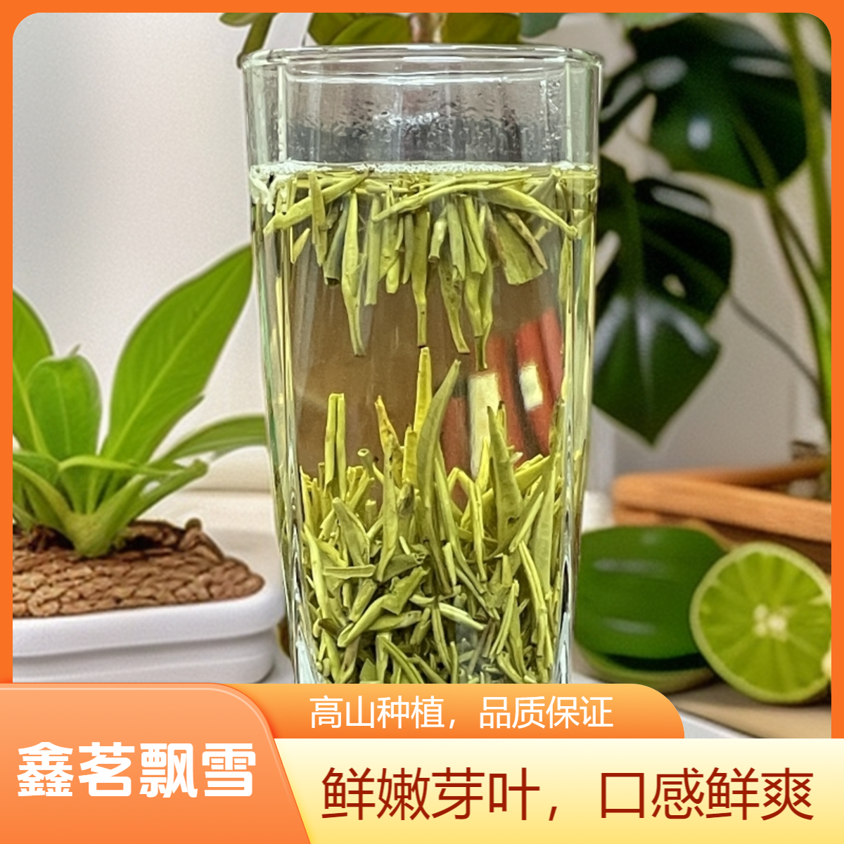 鑫茗飘雪 金针王（福建茶胚）★传统工艺茉莉花茶